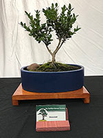 Ficus